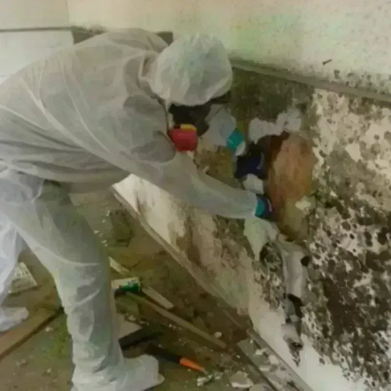 Mold Remediation and Removal in Nichols Hills, OK